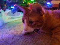 /home//u458753944/public_html/sourcegallery/////////////////////////////////////////////contributed/Emergency Kits/julies_cat.jpg